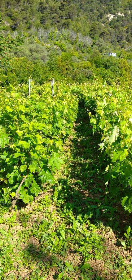 Agriturismo Vecchio Frantoio Villatella Kültér fotó