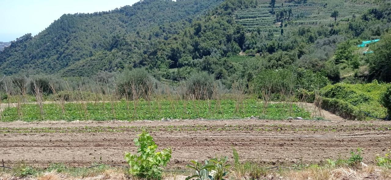 Agriturismo Vecchio Frantoio Villatella Kültér fotó