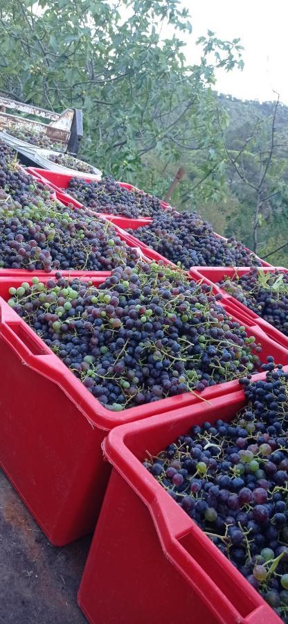 Agriturismo Vecchio Frantoio Villatella Kültér fotó